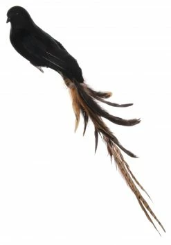 Shishi Pajaro Negro Velvet