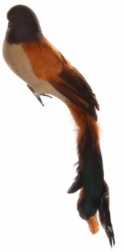 Shishi Pájaro Marrón Tricolor Velvet